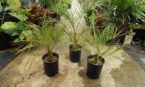 BUTIA PARAGUAYENSIS BLUE-GREEN BUTIA FROM SOUTH AMERICA