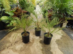 BUTIA PARAGUAYENSIS BLUE-GREEN BUTIA FROM SOUTH AMERICA