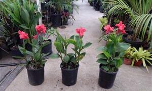 BEAUTIFUL PINK DWARF CANNA NEVER OVER THREE FEET TALL