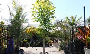 CARYOTA URENS THE GIANT MOUNTAIN FISHTAIL