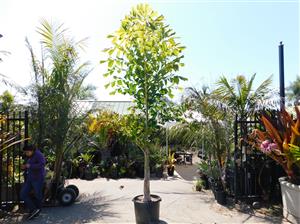 CARYOTA URENS THE GIANT MOUNTAIN FISHTAIL