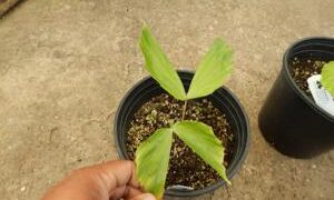 CARYOTA URENS – THE GIANT MOUNTAIN FISHTAIL