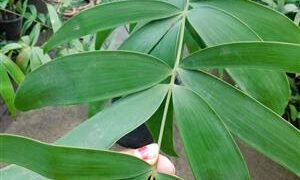 CERATOZAMIA HILDAE DWARF FILTERED LIGHT PLANT