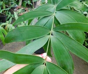 CERATOZAMIA HILDAE DWARF FILTERED LIGHT PLANT