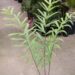 CERATOZAMIA HILDAE DWARF FILTERED LIGHT PLANT