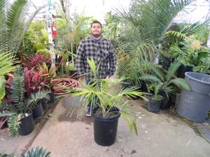 CEROXYLON QUINDIUENSE THE TALLEST PALM IN THE WORLD SOUTH AMERICAN PALM – COLUMBIA AND PERU