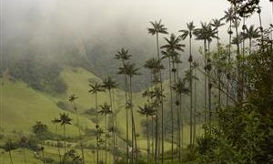 CEROXYLON QUINDIUENSE THE TALLEST PALM IN THE WORLD SOUTH AMERICAN PALM – COLUMBIA AND PERU