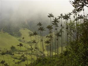 CEROXYLON QUINDIUENSE THE TALLEST PALM IN THE WORLD SOUTH AMERICAN PALM – COLUMBIA AND PERU