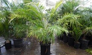 CHAMAEDOREA CATARACTARUM THE CAT PALM