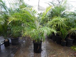 CHAMAEDOREA CATARACTARUM THE CAT PALM