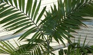 CHAMAEDOREA COSTARICANA ONE OF THE BEST BAMBOO PALMS