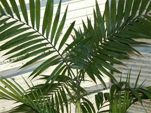 CHAMAEDOREA COSTARICANA ONE OF THE BEST BAMBOO PALMS