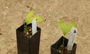 CHAMAEDOREA ERNESTI-AUGUSTI VERY ATTRACTIVE DWARF SHADE PALM