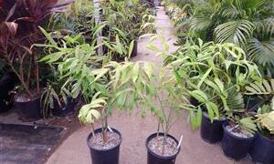 CHAMAEDOREA KLOTZSCHIANA SINGLE TRUNK MEXICAN CHAMAEDOREA