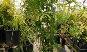 CHAMAEDOREA SEIFRIZII THE CLASSIC BAMBOO PALM