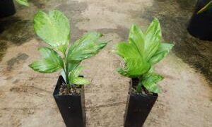 CHAMAEDOREA TENELLA DWARF SINGLE TRUNK