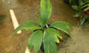 CHAMAEDOREA FRONDOSA SUPER RARE UNDERSTORY DWARF PALM