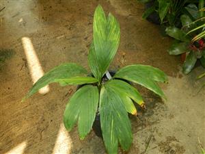 CHAMAEDOREA FRONDOSA SUPER RARE UNDERSTORY DWARF PALM