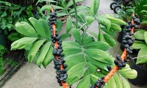 CHAMAEDOREA ADSCENENS SUPER RARE UNDER-STORY PALM WITH SATIN SHEEN TO LEAVES