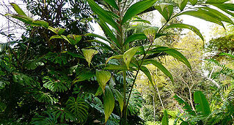 CHAMAEDOREA ARENBERGIANA SINGLE TRUNK UNDERSTORY PALM WITH WIDE LEAFLETS