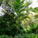 CHAMAEDOREA ARENBERGIANA SINGLE TRUNK UNDERSTORY PALM WITH WIDE LEAFLETS