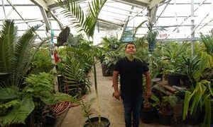 CHAMAEDOREA COSTARICANA ONE OF THE BEST BAMBOO PALMS