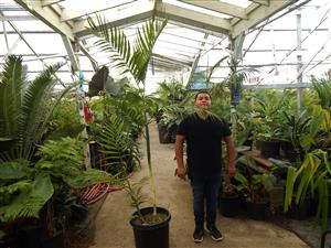 CHAMAEDOREA COSTARICANA ONE OF THE BEST BAMBOO PALMS
