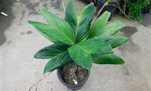 CHAMAEDOREA GEONOMIFORMIS SINGLE TRUNK, DWARF UNDERSTORY PALM