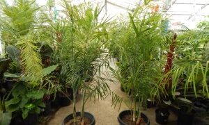 CHAMAEDOREA GLAUCIFOLIA SUPER SIMILAR TO C. PLUMOSA