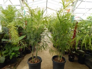 CHAMAEDOREA GLAUCIFOLIA SUPER SIMILAR TO C. PLUMOSA