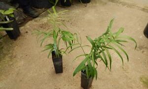 CHAMAEDOREA GLAUCIFOLIA SUPER SIMILAR TO C. PLUMOSA