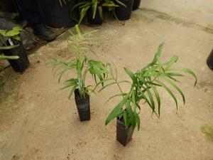 CHAMAEDOREA GLAUCIFOLIA SUPER SIMILAR TO C. PLUMOSA