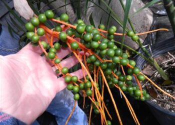 BAD PALM SEEDS? HOW CAN YOU TELL?