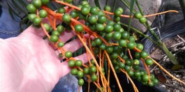 BAD PALM SEEDS? HOW CAN YOU TELL?