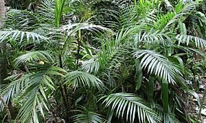 CHAMAEDOREA HOOPERIANA BAMBOO PALM THAT IS TALL AND FULL