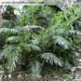 CHAMAEDOREA HOOPERIANA BAMBOO PALM THAT IS TALL AND FULL