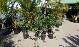 CHAMAEDOREA KLOTZSCHIANA RARE UNDERSTORY PALM – GROUPED LEAFLETS