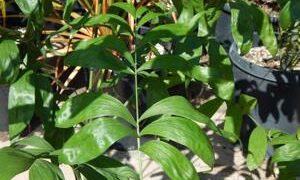 CHAMAEDOREA KLOTZSCHIANA RARE UNDERSTORY PALM – GROUPED LEAFLETS