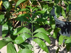 CHAMAEDOREA KLOTZSCHIANA RARE UNDERSTORY PALM – GROUPED LEAFLETS