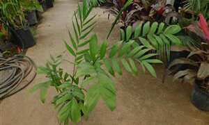 CHAMAEDOREA MICROSPADIX SEMI-DWARF SUCKERING BAMBOO PALM
