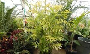 CHAMAEDOREA SEIFRIZII THE CLASSIC BAMBOO PALM