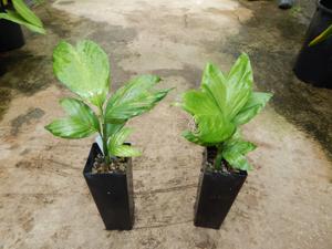 CHAMAEDOREA TENELLA DWARF SINGLE TRUNK