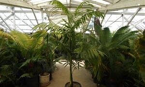 CHAMAEDOREA TEPEJILOTE SINGLE TRUNK, TALL  SHADE-LOVING PINNATE PALM
