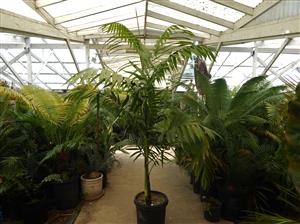 CHAMAEDOREA TEPEJILOTE SINGLE TRUNK, TALL  SHADE-LOVING PINNATE PALM