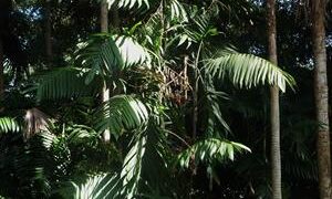 CHAMAEDOREA TEPEJILOTE SINGLE TRUNK, TALL  SHADE-LOVING PINNATE PALM