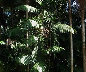 CHAMAEDOREA TEPEJILOTE SINGLE TRUNK, TALL  SHADE-LOVING PINNATE PALM