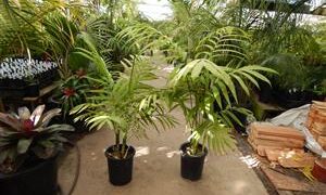 CHAMAEDOREA TEPEJILOTE SINGLE TRUNK, TALL  SHADE-LOVING PINNATE PALM