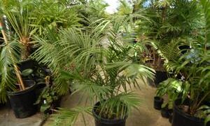 CHAMAEDOREA TRUNKING RADICALIS MEDIUM HEIGHT MATURE – THIN TRUNKS