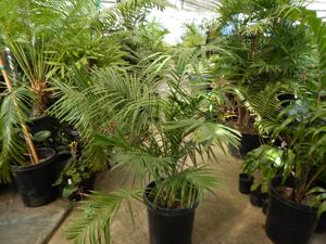 CHAMAEDOREA TRUNKING RADICALIS MEDIUM HEIGHT MATURE – THIN TRUNKS