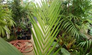 CHAMAEDOREA WOODSONIANA